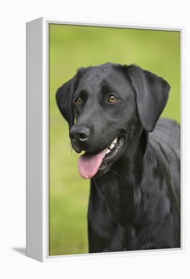 Black Labrador in Garden-null-Framed Premier Image Canvas