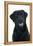 Black Labrador in Studio-null-Framed Premier Image Canvas
