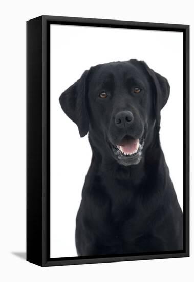 Black Labrador in Studio-null-Framed Premier Image Canvas