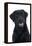 Black Labrador in Studio-null-Framed Premier Image Canvas