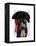 Black Labrador Pirate-Fab Funky-Framed Stretched Canvas