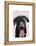 Black Labrador Plain-Fab Funky-Framed Stretched Canvas