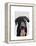 Black Labrador Plain-Fab Funky-Framed Stretched Canvas