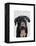 Black Labrador Plain-Fab Funky-Framed Stretched Canvas