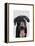 Black Labrador Plain-Fab Funky-Framed Stretched Canvas