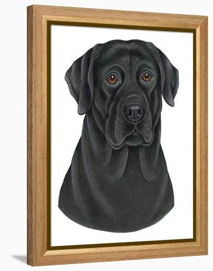 Black Labrador Portrait-Tomoyo Pitcher-Framed Premier Image Canvas