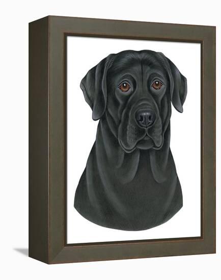 Black Labrador Portrait-Tomoyo Pitcher-Framed Premier Image Canvas