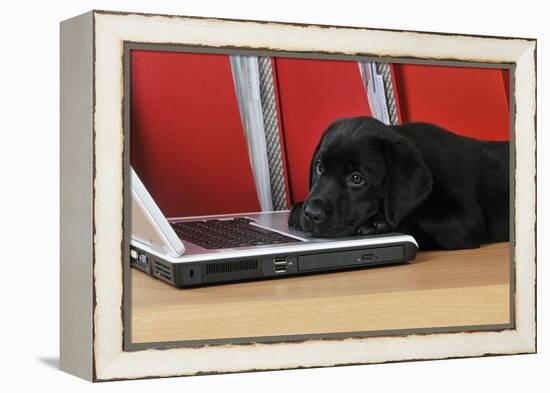 Black Labrador Puppy (8 Weeks Old) on a Laptop-null-Framed Premier Image Canvas