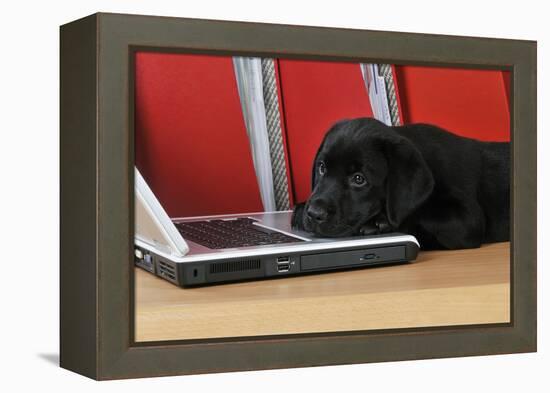 Black Labrador Puppy (8 Weeks Old) on a Laptop-null-Framed Premier Image Canvas