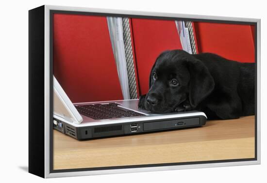 Black Labrador Puppy (8 Weeks Old) on a Laptop-null-Framed Premier Image Canvas