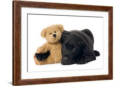 labrador teddies