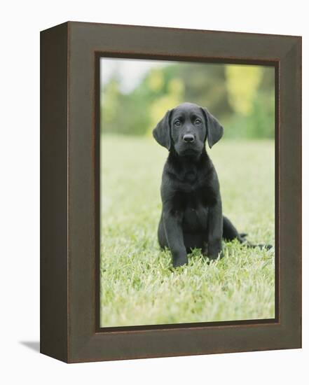 Black Labrador Puppy-Jim Craigmyle-Framed Premier Image Canvas