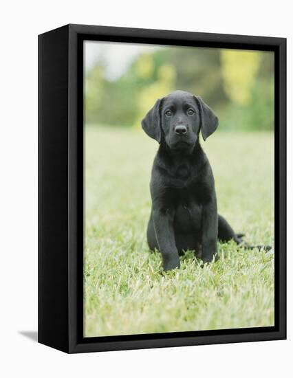 Black Labrador Puppy-Jim Craigmyle-Framed Premier Image Canvas