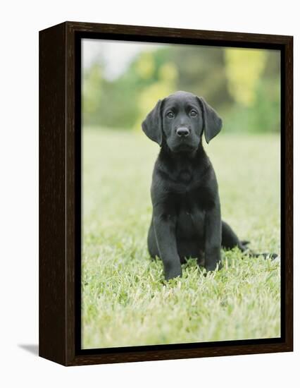 Black Labrador Puppy-Jim Craigmyle-Framed Premier Image Canvas