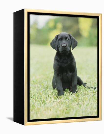 Black Labrador Puppy-Jim Craigmyle-Framed Premier Image Canvas