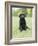 Black Labrador Puppy-Jim Craigmyle-Framed Photographic Print