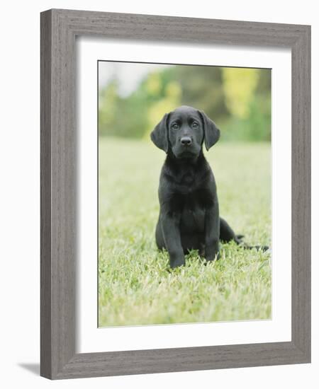 Black Labrador Puppy-Jim Craigmyle-Framed Photographic Print