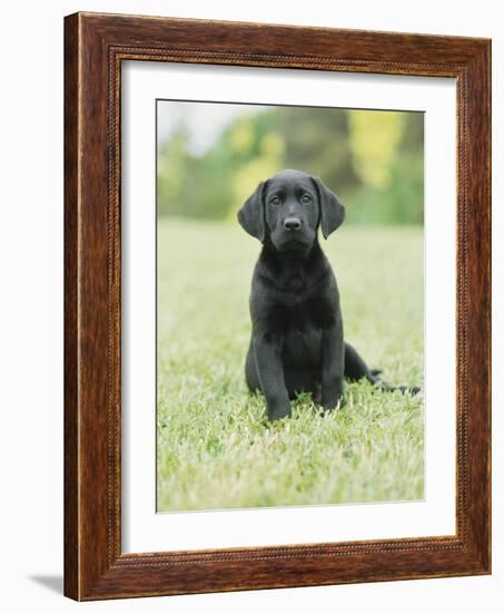 Black Labrador Puppy-Jim Craigmyle-Framed Photographic Print