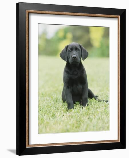 Black Labrador Puppy-Jim Craigmyle-Framed Photographic Print