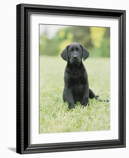 Black Labrador Puppy-Jim Craigmyle-Framed Photographic Print