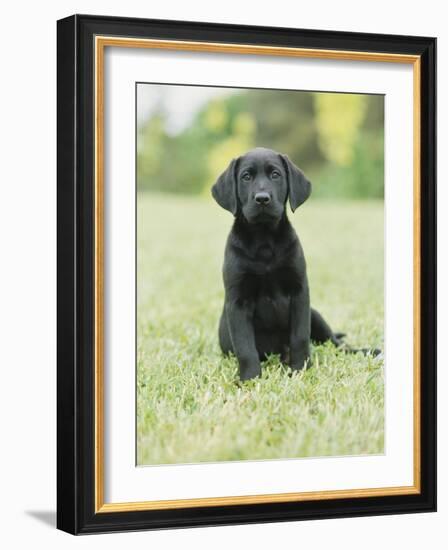 Black Labrador Puppy-Jim Craigmyle-Framed Photographic Print