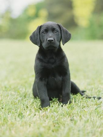 black labrador puppy