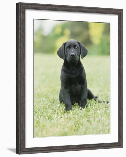 Black Labrador Puppy-Jim Craigmyle-Framed Photographic Print