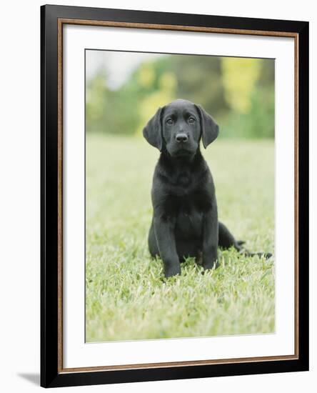 Black Labrador Puppy-Jim Craigmyle-Framed Photographic Print