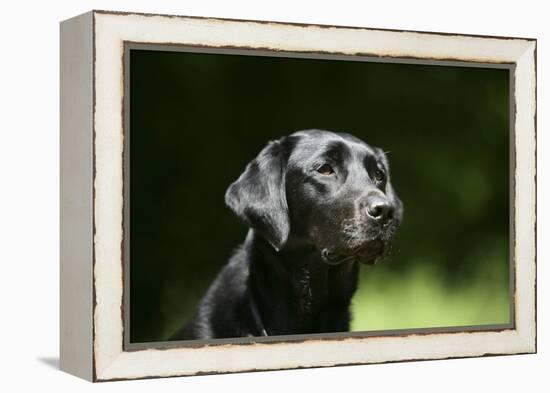 Black Labrador Retriever 22-Bob Langrish-Framed Premier Image Canvas