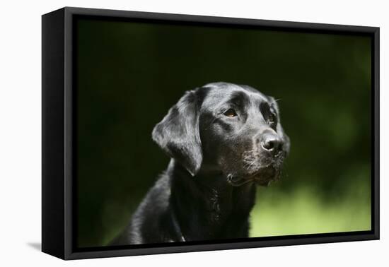 Black Labrador Retriever 22-Bob Langrish-Framed Premier Image Canvas