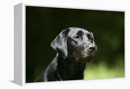 Black Labrador Retriever 22-Bob Langrish-Framed Premier Image Canvas