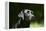 Black Labrador Retriever 22-Bob Langrish-Framed Premier Image Canvas