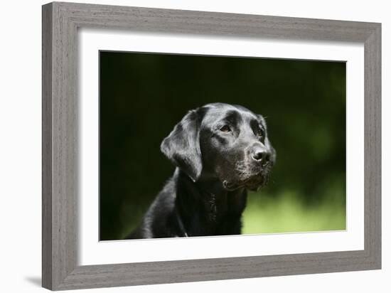 Black Labrador Retriever 22-Bob Langrish-Framed Photographic Print