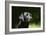 Black Labrador Retriever 22-Bob Langrish-Framed Photographic Print