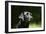 Black Labrador Retriever 22-Bob Langrish-Framed Photographic Print