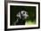 Black Labrador Retriever 22-Bob Langrish-Framed Photographic Print