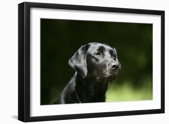 Black Labrador Retriever 22-Bob Langrish-Framed Photographic Print