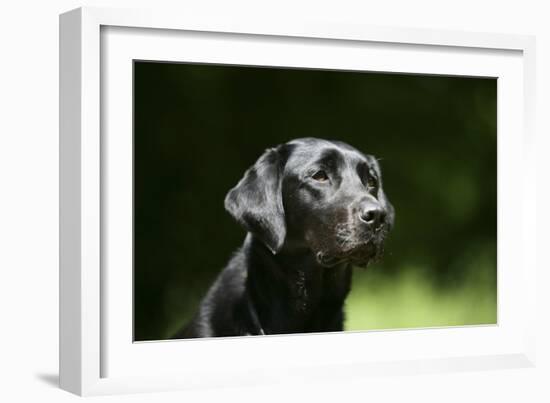 Black Labrador Retriever 22-Bob Langrish-Framed Photographic Print