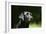 Black Labrador Retriever 22-Bob Langrish-Framed Photographic Print