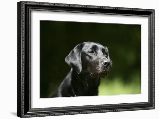 Black Labrador Retriever 22-Bob Langrish-Framed Photographic Print