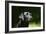 Black Labrador Retriever 22-Bob Langrish-Framed Photographic Print