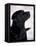 Black Labrador Retriever Looking Up-Adriano Bacchella-Framed Premier Image Canvas