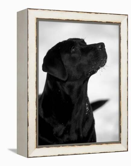 Black Labrador Retriever Looking Up-Adriano Bacchella-Framed Premier Image Canvas