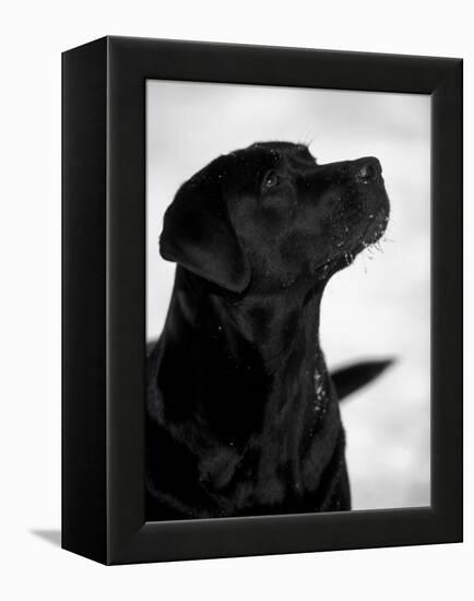 Black Labrador Retriever Looking Up-Adriano Bacchella-Framed Premier Image Canvas