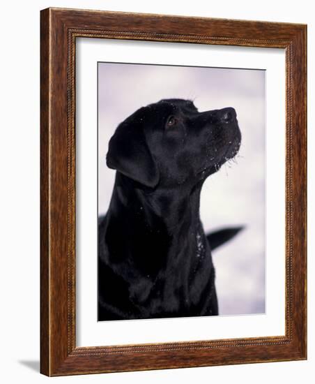 Black Labrador Retriever Looking Up-Adriano Bacchella-Framed Photographic Print