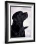 Black Labrador Retriever Looking Up-Adriano Bacchella-Framed Photographic Print