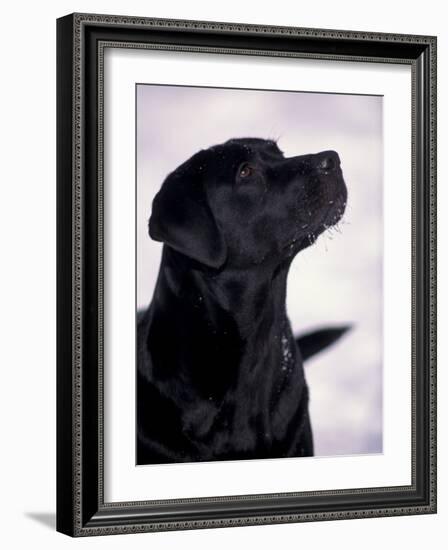 Black Labrador Retriever Looking Up-Adriano Bacchella-Framed Photographic Print