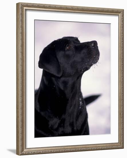 Black Labrador Retriever Looking Up-Adriano Bacchella-Framed Photographic Print