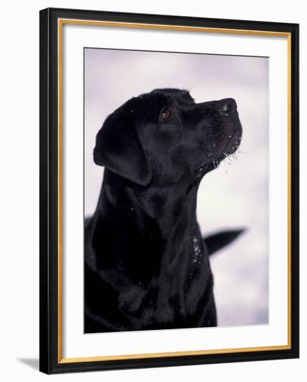 Black Labrador Retriever Looking Up-Adriano Bacchella-Framed Photographic Print