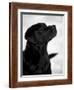 Black Labrador Retriever Looking Up-Adriano Bacchella-Framed Photographic Print